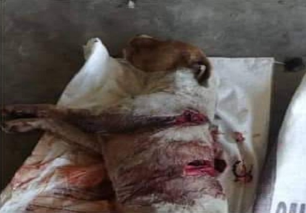 A machetazos, matan a un perrito en San Rafael Tepatlaxco, Chiautempan